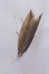 Bactra