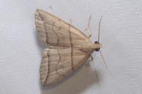 Herminia grisealis