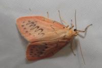 Miltochrista miniata
