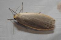 Collita griseola