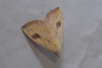 Rivula sericealis
