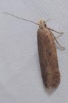 Bryotropha