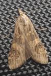 Nomophila noctuella