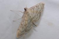 Patania ruralis