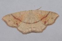 Cyclophora punctaria