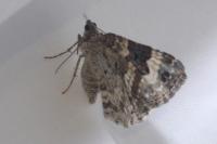 Epirrhoe alternata