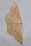 Cyclophora linearia