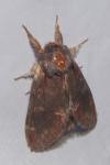 Notodonta dromedarius