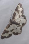 Lomaspilis marginata