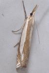 Crambus pascuella