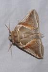 Habrosyne pyritoides