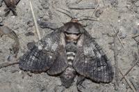 Cossus cossus