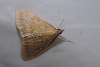 Ostrinia nubilalis/scapulalis