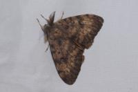 Lymantria dispar