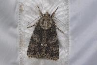 Acronicta rumicis