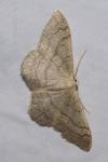 Idaea aversata