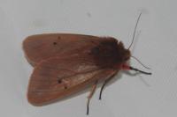 Phragmatobia fuliginosa