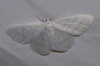 Cabera pusaria