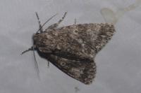 Acronicta megacephala