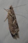 Zeiraphera isertana