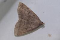 Zanclognatha lunalis