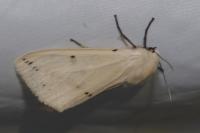 Spilarctia lutea