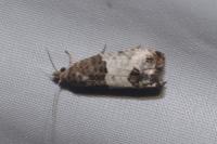 Spilonota ocellana
