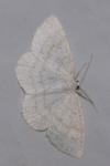 Cabera exanthemata