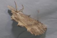 Pterostoma palpina