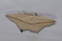 Timandra comae