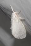 Sphrageidus similis