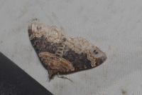 Xanthorhoe ferrugata