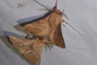 Malacosoma neustria