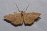 Idaea ochrata