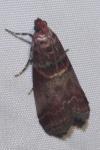 Acrobasis advenella