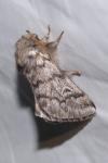Thaumetopoea pityocampa