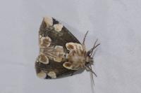 Thyatira batis