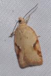 Acleris ferrugana/notana