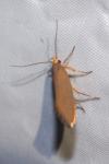 Crassa unitella