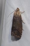 Cydia splendana