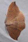 Watsonalla binaria/uncinula