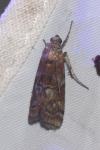 Phycita roborella