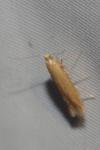 Tischeria
