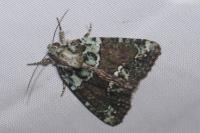 Cryphia algae