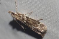 Eudonia angustea
