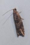 Rhopobota naevana