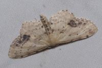 Idaea dimidiata