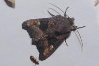 Euplexia lucipara
