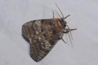 Tethea ocularis