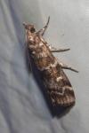 Dioryctria sylvestrella
